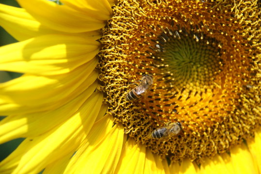 Two honey bees on Sunflower