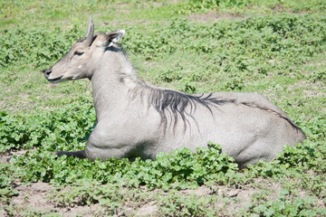 antelope Nilgai (Boselaphus tragocamelus)