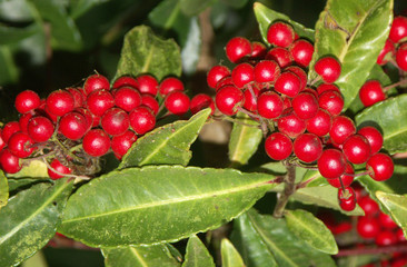 billes rouges de houx tropical, ardisia crenata