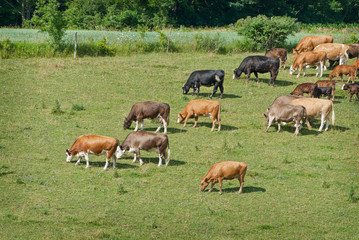 Cattle Grazing in Field