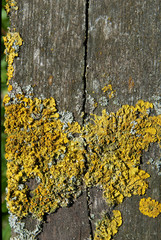Gewöhnliche Gelbflechte,  Xanthoria parietina, auf einem Brett
