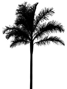 silhouette palmiste, fond blanc
