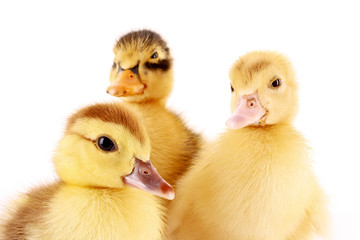 Three ducklings isolated on white