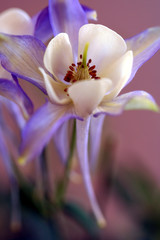 Blue Columbine, in the Buttercup Family