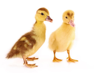 Two ducklings isolated on white