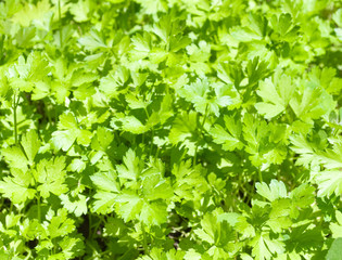 green leaves of parsley