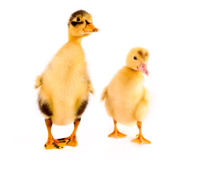 Two ducklings isolated on white