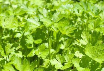 Fototapeta na wymiar green leaves of parsley