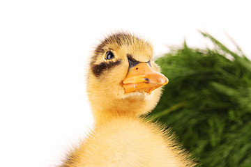 Duckling on green grass background isolated on white