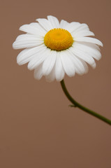 ox eye daisy single