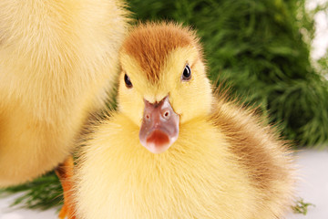 Duckling on green grass background isolated on white