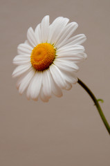 ox eye daisy single
