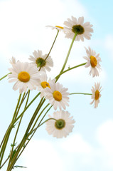 ox eye daisies