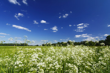 Sommerlandschaft © A_Bruno