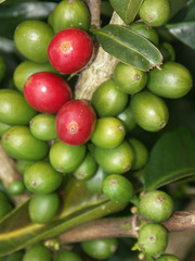 cerises mûres et vertes de café sur tronc de caféier
