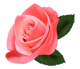 Beautiful pink rose with leaves. Photo-realistic vector.