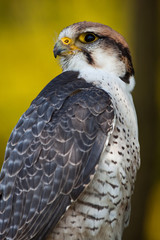 faucon lannier rapace oiseau rapide vitesse attaque vol
