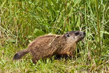 Young Groundhog Out Forging For Food