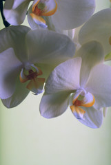 SONY DSC © mika2605