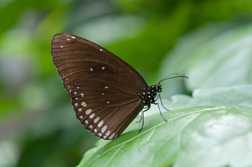 Fototapeta na wymiar Eleganter Schmetterling