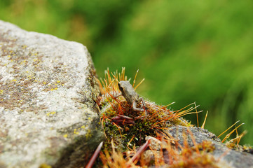 A little frog sitting on the moss-grown stone