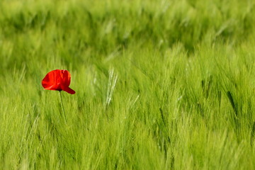 gr&uuml;nes Weizenfeld mit einer roten Mohnbl&uuml;te
