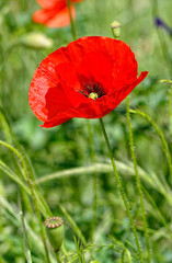 coquelicot
