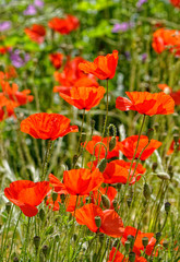 Obraz premium coquelicot