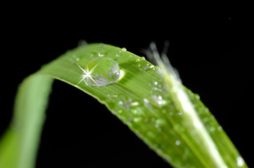 Tautropfen im Sonnenlicht auf Grashalm