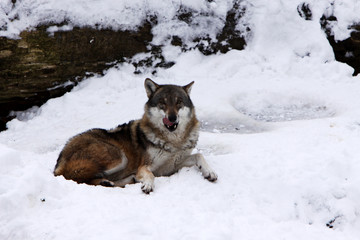 Wölfe im Schnee
