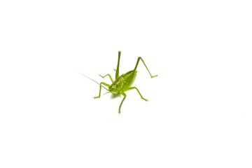 sauterelle verte