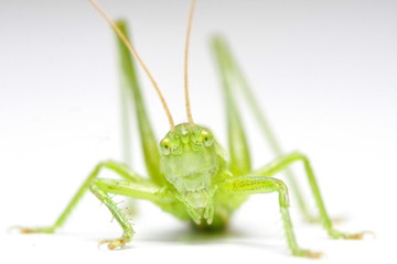 sauterelle verte