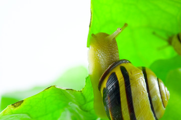 Schnecke