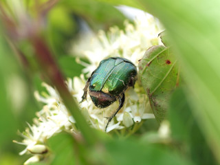 Rosenkäfer auf Hartriegel