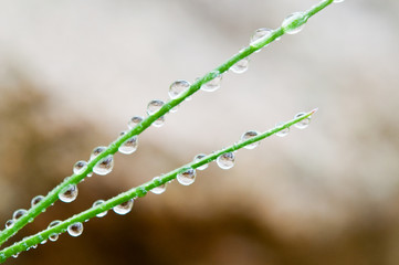 Grüner Gräser. Wasser. Water. Aqua. Вода. H2O