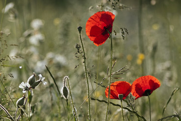 red poppies *9*