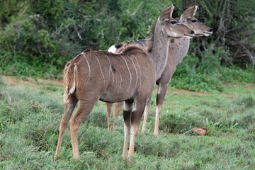 Obraz na płótnie Canvas Kudu Antelope