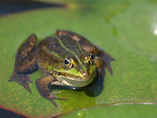 liść