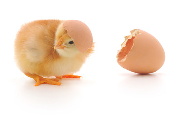 Fototapeta premium Chicken and an egg shell