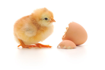 Obraz premium Chicken and an egg shell