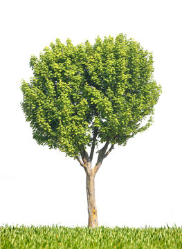 arbre tronc nature feuille herbe vert branche environnement dura