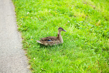 ducks sitting on the grass