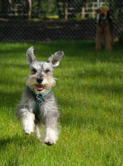 Happy playful small dog outdoors