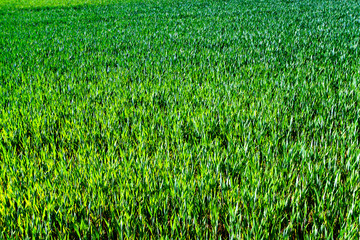 Green wheat field