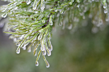 Frozen Pine Tree Branch