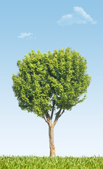 Fototapeta na wymiar arbre nature vert environnement écologie développement durable