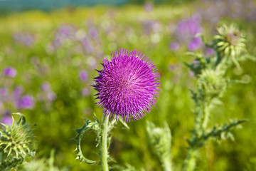 thistle in meadow in morning light