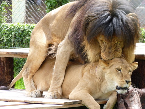 Leones Copulando
