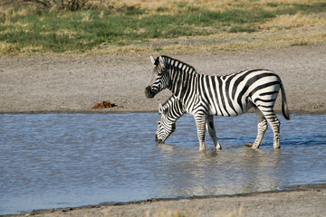 Fototapeta na wymiar Zebra con due teste