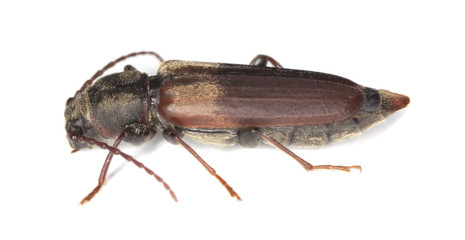 Black spruce long-horn beetle